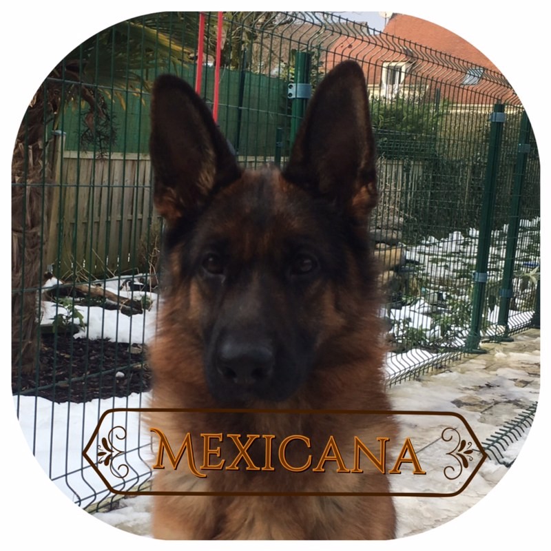 Mexicana  De valvygne